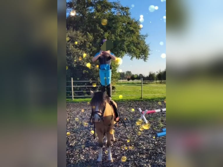 Welsh-A Wallach 6 Jahre 118 cm Buckskin in Thedinghausen