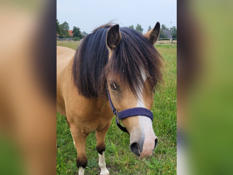 Welsh-A Wallach 6 Jahre 118 cm Buckskin in Thedinghausen