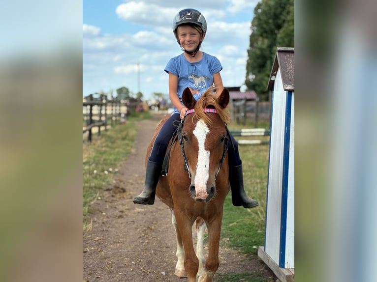 Welsh-A Wallach 6 Jahre 118 cm Fuchs in Bergheim