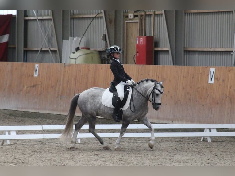 Welsh-A Wallach 6 Jahre 119 cm Schimmel in Vojens