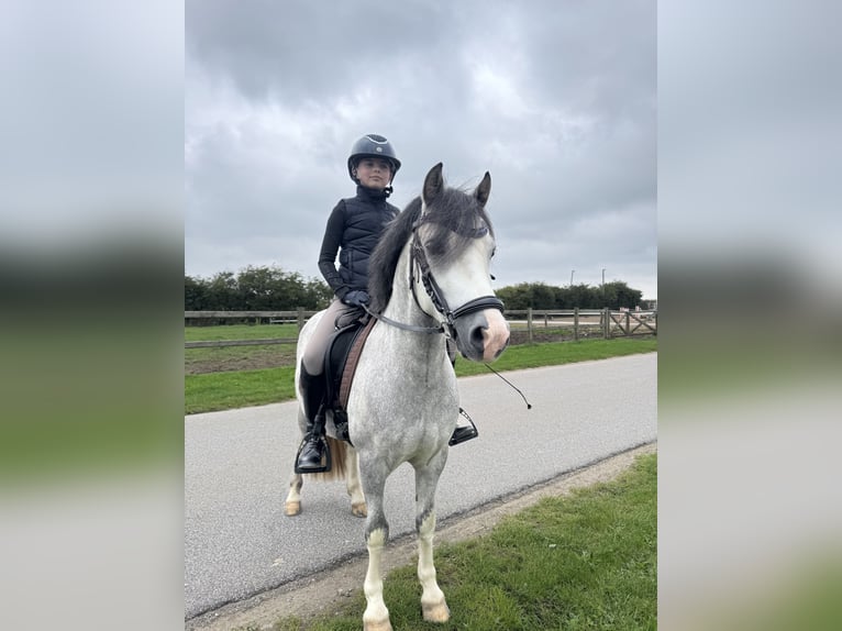 Welsh-A Wallach 6 Jahre 119 cm Schimmel in Vojens
