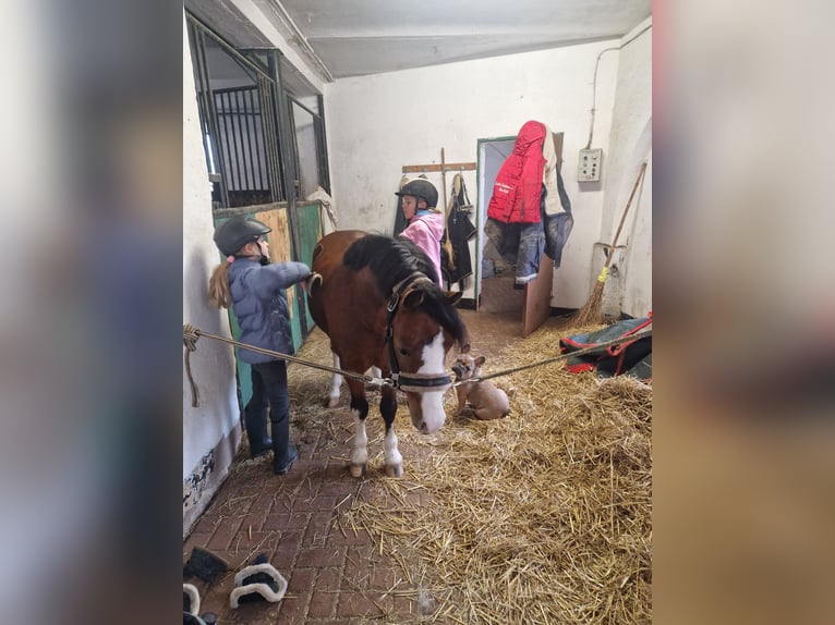 Welsh-A Wallach 6 Jahre 120 cm Brauner in Schwalmstadt