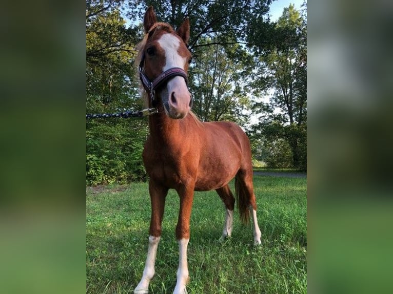 Welsh-A Wallach 6 Jahre 120 cm Fuchs in Zossen Nunsdorf
