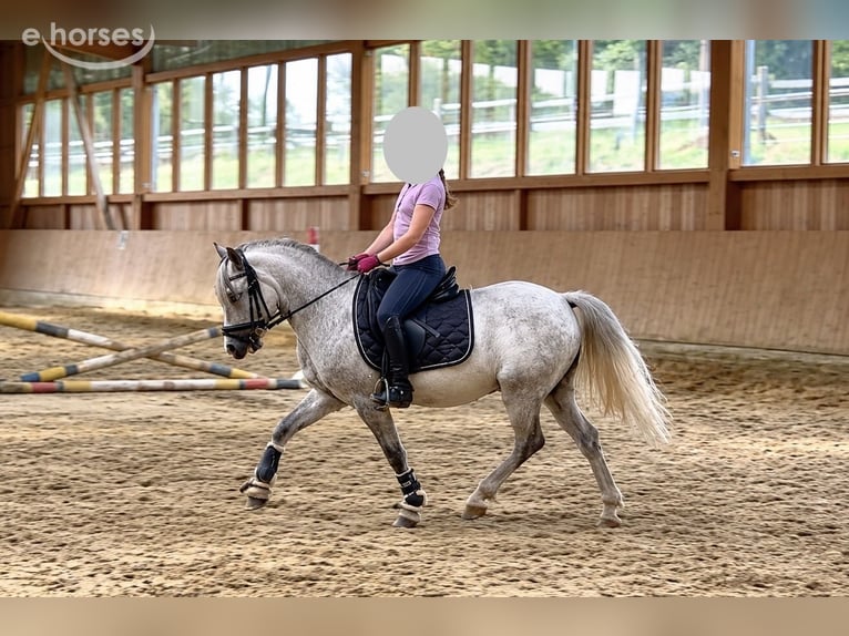 Welsh-A Wallach 6 Jahre 120 cm Schimmel in Dortmund