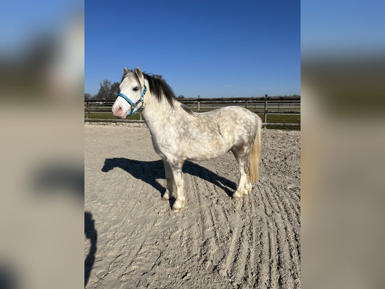 Welsh-A Wallach 6 Jahre 120 cm Schimmel in M&#xF6;nchengladbach