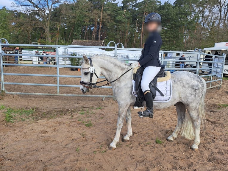 Welsh-A Wallach 6 Jahre 121 cm Apfelschimmel in Hannover