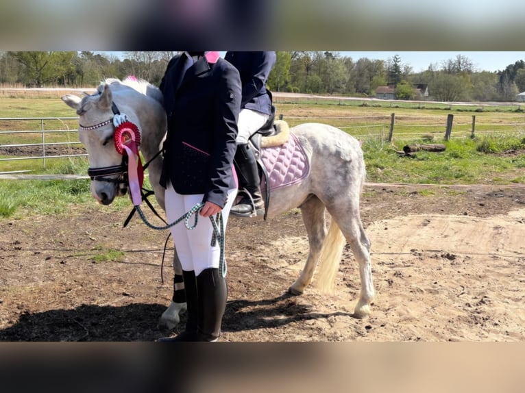 Welsh-A Wallach 6 Jahre 121 cm Apfelschimmel in Hannover