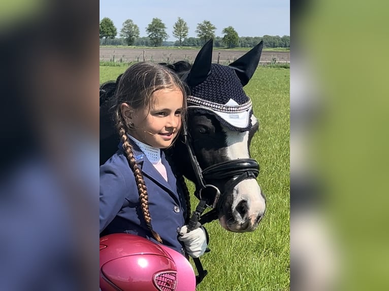Welsh-A Wallach 6 Jahre 121 cm Rappe in Coevorden