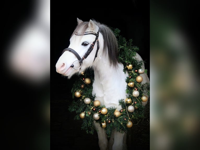 Welsh-A Wallach 6 Jahre 122 cm Apfelschimmel in Dortmund