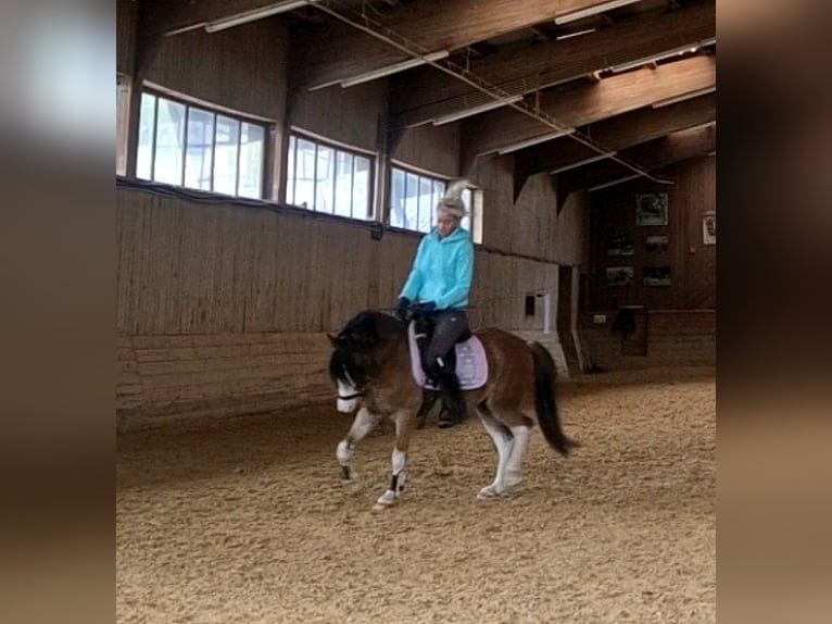 Welsh-A Wallach 6 Jahre 122 cm Brauner in Schwalmstadt