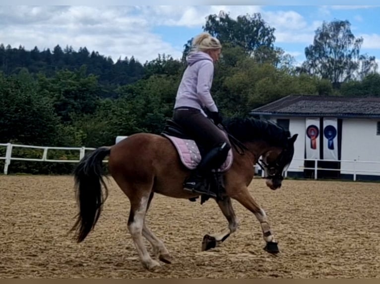 Welsh-A Wallach 6 Jahre 122 cm Brauner in Schwalmstadt