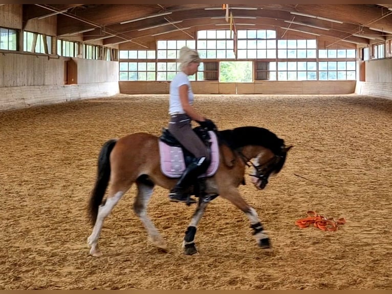 Welsh-A Wallach 6 Jahre 122 cm Brauner in Schwalmstadt