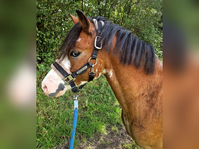 Welsh-A Wallach 6 Jahre 122 cm Brauner in Schwalmstadt
