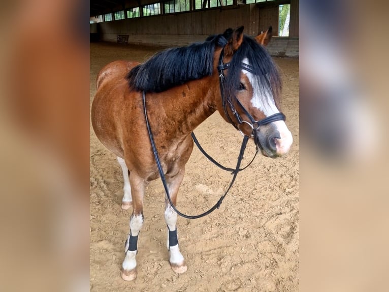 Welsh-A Wallach 6 Jahre 122 cm Brauner in Schwalmstadt