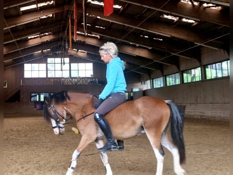 Welsh-A Wallach 6 Jahre 122 cm Brauner in Schwalmstadt