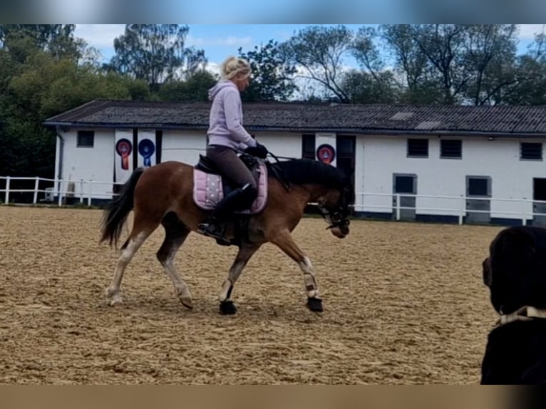 Welsh-A Wallach 6 Jahre 122 cm Brauner in Schwalmstadt