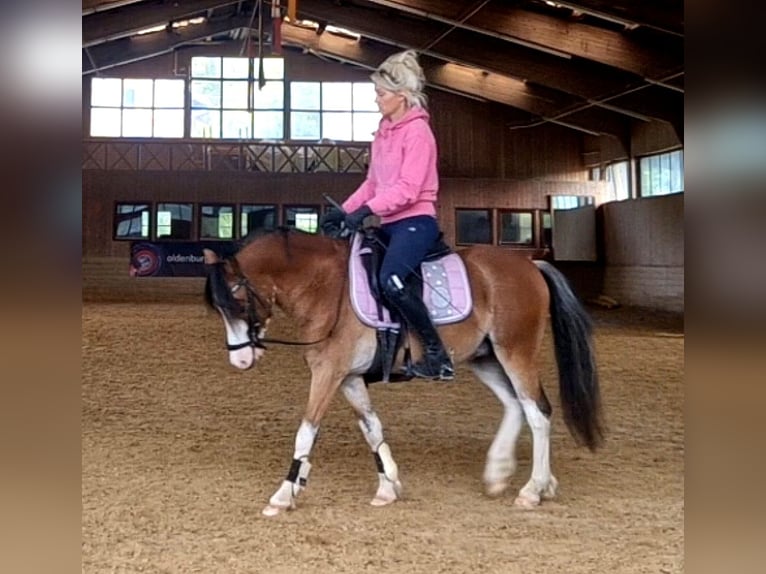 Welsh-A Wallach 6 Jahre 122 cm Brauner in Schwalmstadt