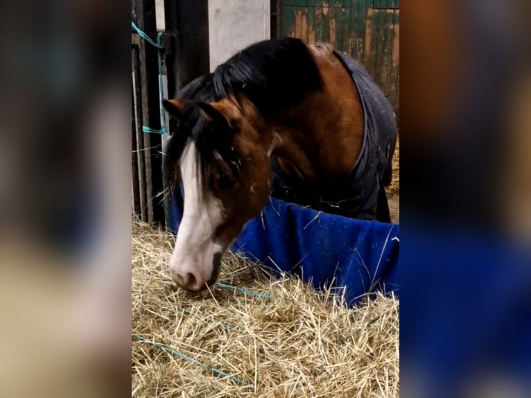 Welsh-A Wallach 6 Jahre 122 cm Brauner in Schwalmstadt