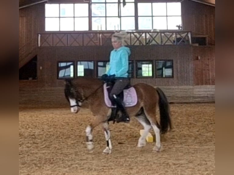 Welsh-A Wallach 6 Jahre 122 cm Brauner in Schwalmstadt