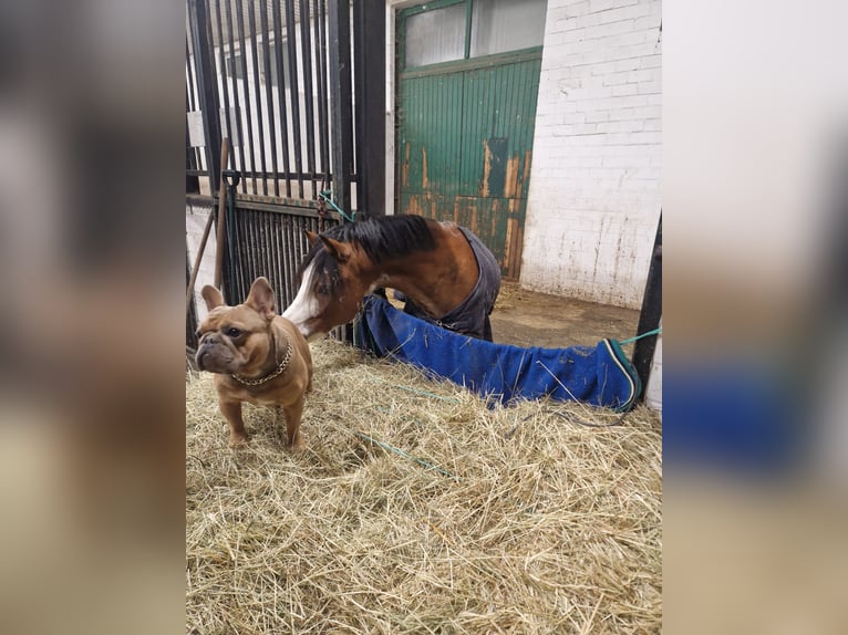 Welsh-A Wallach 6 Jahre 122 cm Brauner in Schwalmstadt