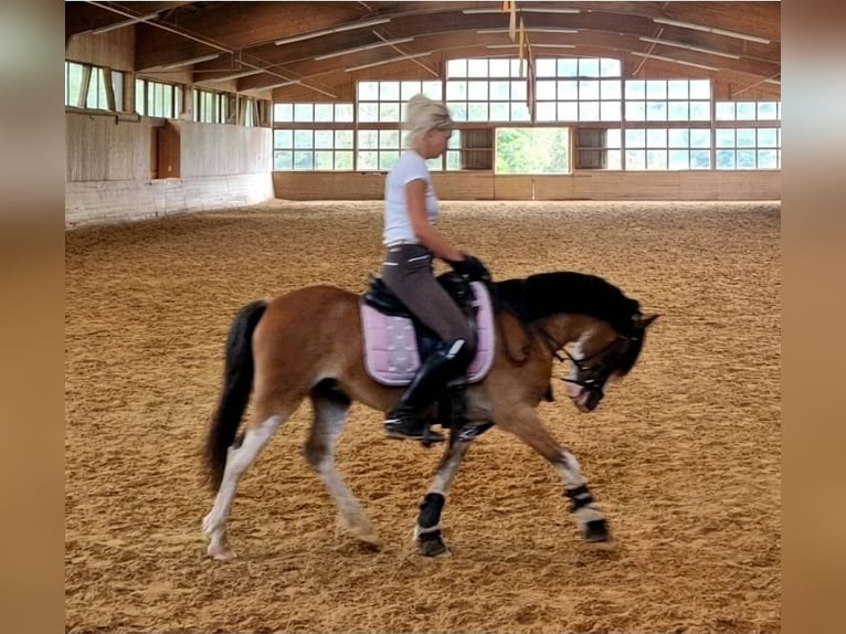 Welsh-A Wallach 6 Jahre 122 cm Brauner in Schwalmstadt