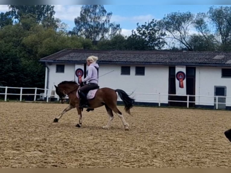 Welsh-A Wallach 6 Jahre 122 cm Brauner in Schwalmstadt