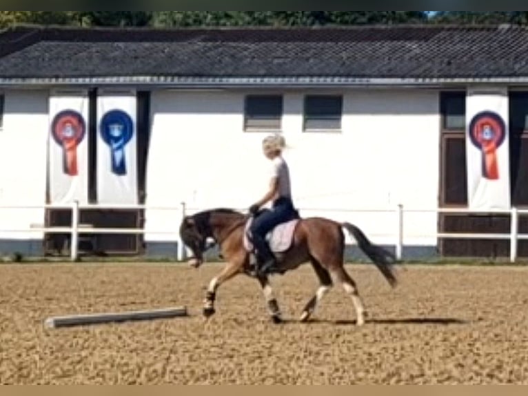 Welsh-A Wallach 6 Jahre 122 cm Brauner in Schwalmstadt