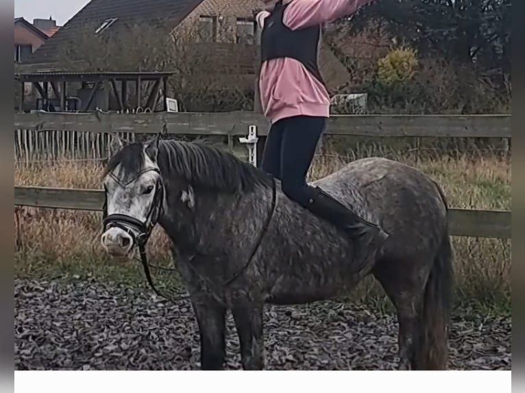 Welsh-A Wallach 6 Jahre 123 cm Apfelschimmel in Burgdorf