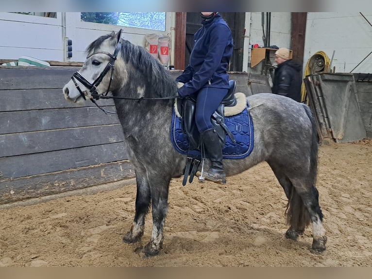 Welsh-A Wallach 6 Jahre 123 cm Apfelschimmel in Burgdorf