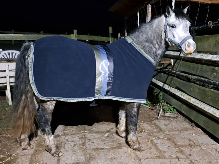 Welsh-A Wallach 6 Jahre 123 cm Apfelschimmel in Burgdorf