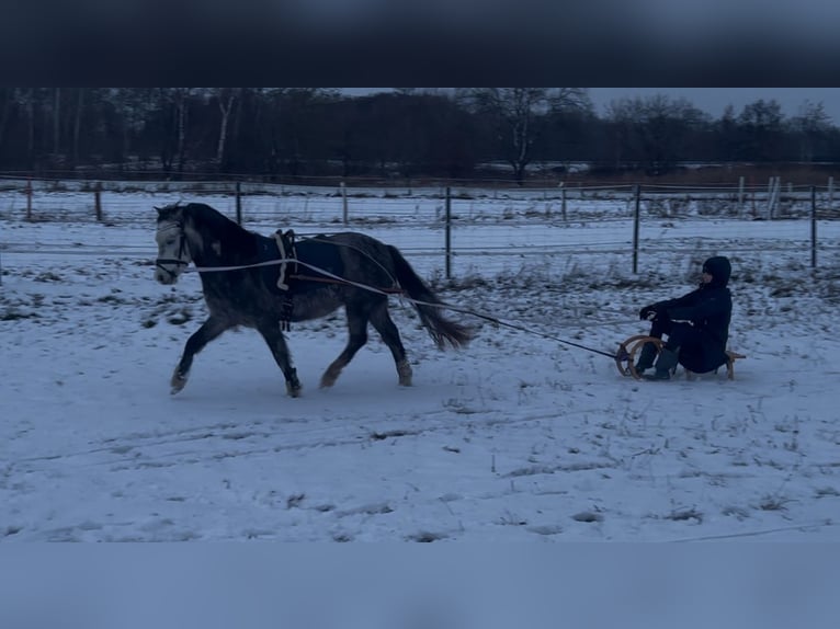 Welsh-A Wallach 6 Jahre 123 cm Apfelschimmel in Burgdorf