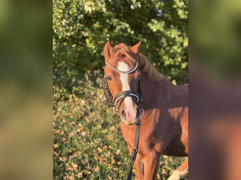 Welsh-A Wallach 6 Jahre 123 cm Fuchs in Dürnau