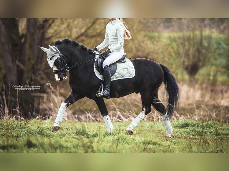 Welsh-A Wallach 6 Jahre 123 cm Rappe in Breukelen