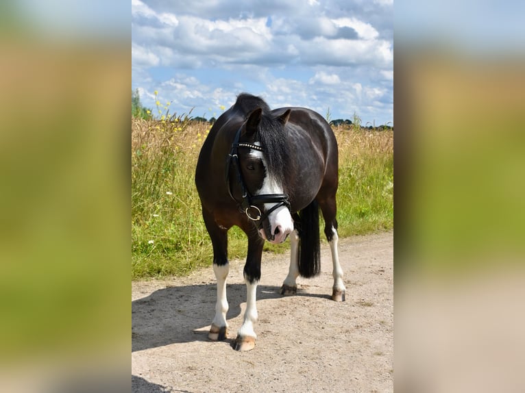 Welsh-A Wallach 6 Jahre 123 cm Rappe in Breukelen