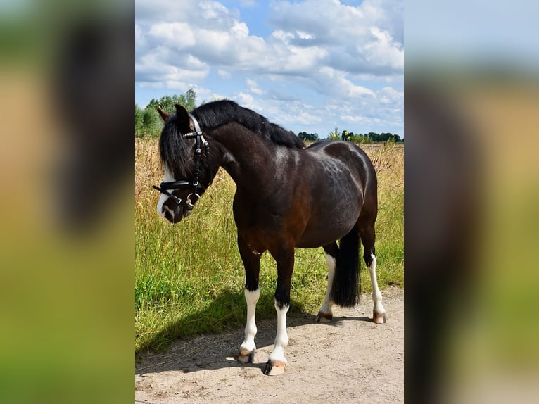 Welsh-A Wallach 6 Jahre 123 cm Rappe in Breukelen