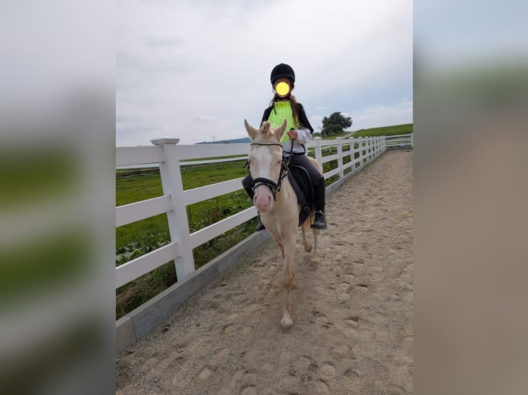 Welsh-A Wallach 6 Jahre 125 cm Cremello in Stockach