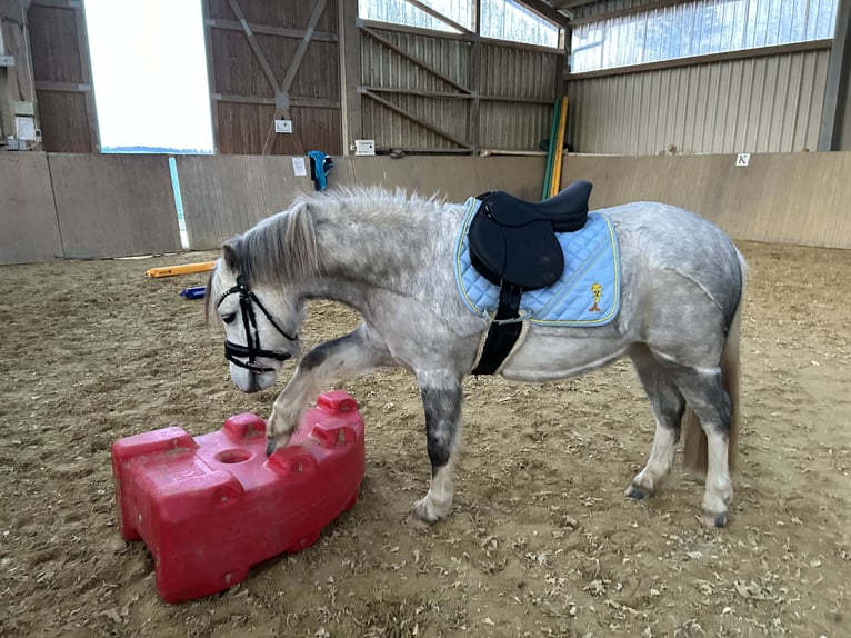 Welsh-A Wallach 6 Jahre 126 cm Schimmel in Heidenrod