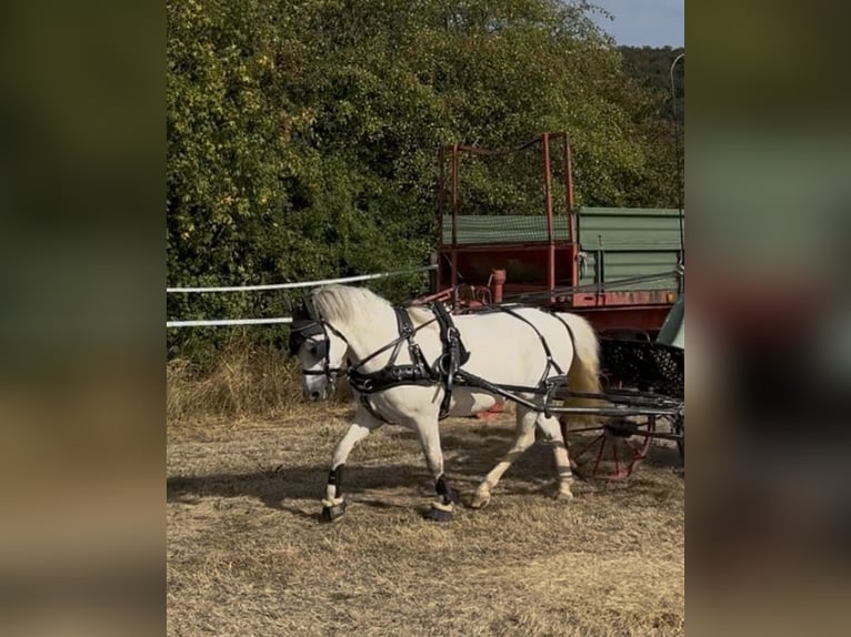 Welsh-A Wallach 6 Jahre 126 cm Schimmel in Heidenrod