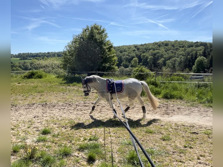 Welsh-A Wallach 6 Jahre 126 cm Schimmel in Heidenrod