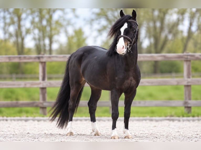 Welsh-A Wallach 6 Jahre 127 cm Schwarzbrauner in Waltrop