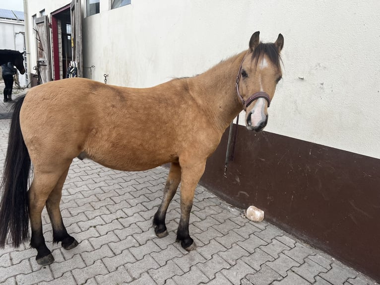 Welsh-A Wallach 6 Jahre 128 cm Falbe in Darmstadt