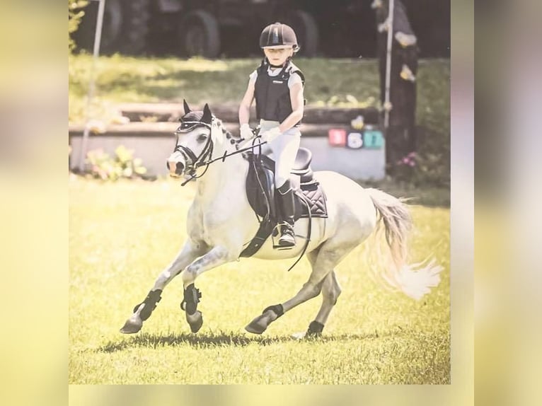 Welsh-A Wallach 7 Jahre 112 cm Schimmel in Neustadt am R&#xFC;benberge