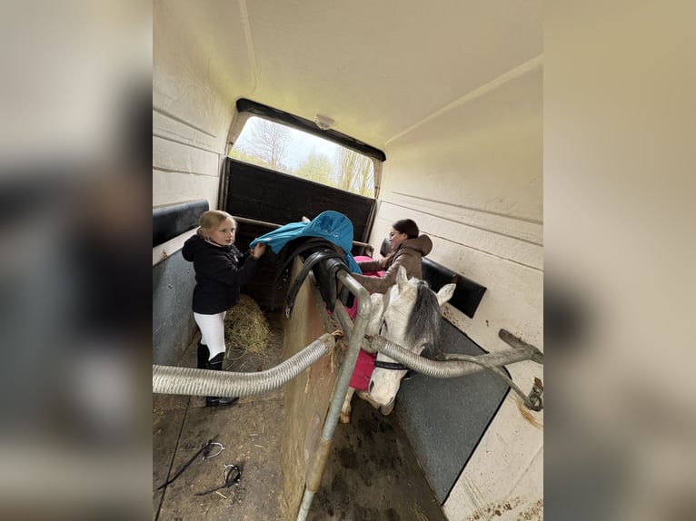 Welsh-A Wallach 7 Jahre 112 cm Schimmel in Neustadt am R&#xFC;benberge