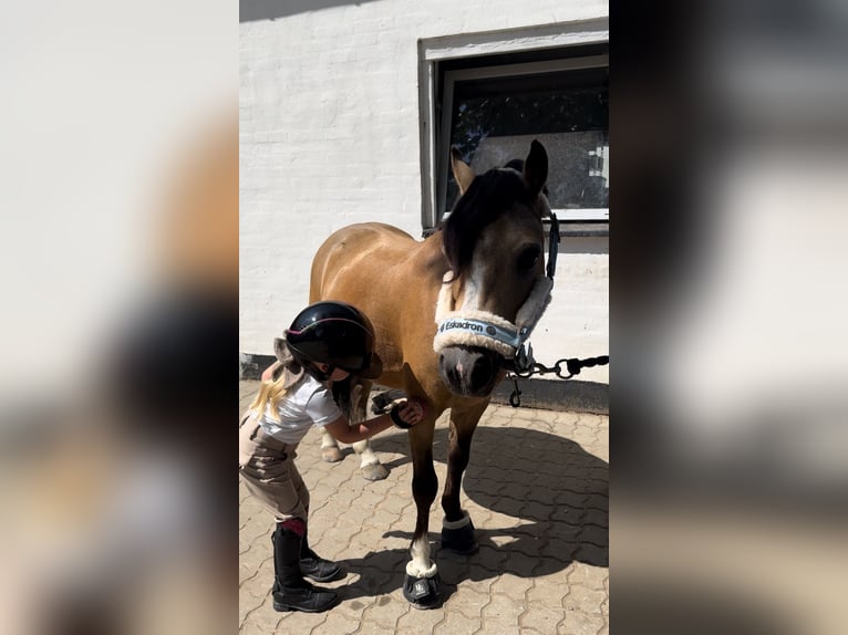 Welsh-A Wallach 7 Jahre 114 cm Buckskin in Middelfart