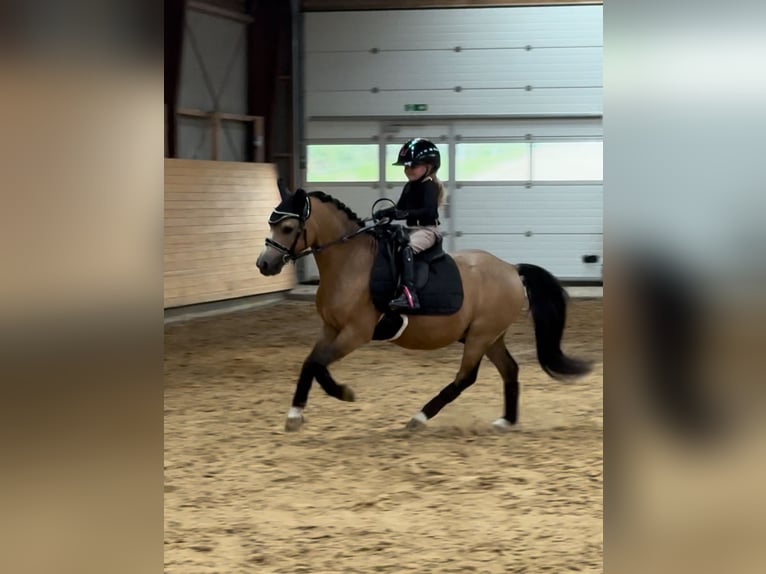 Welsh-A Wallach 7 Jahre 114 cm Buckskin in Middelfart