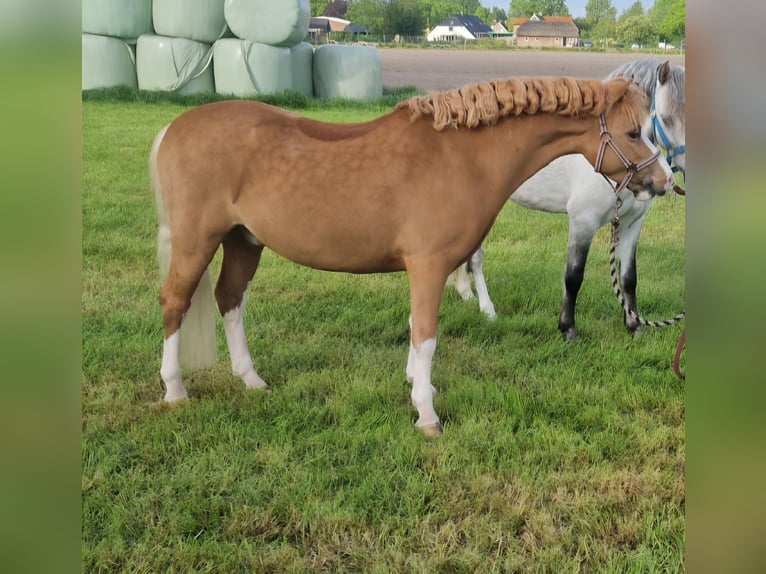 Welsh-A Wallach 7 Jahre 117 cm Fuchs in Nieuw-Weerdinge