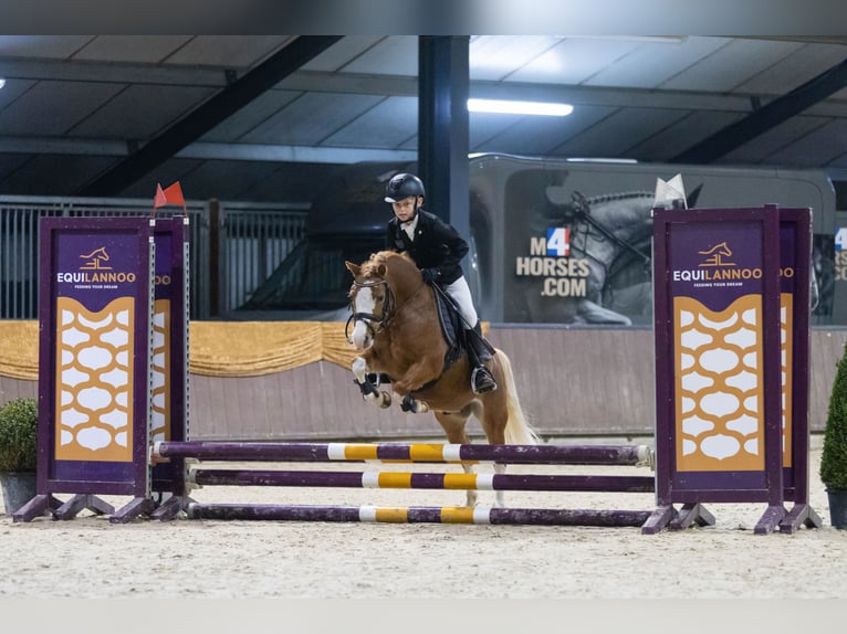 Welsh-A Wallach 7 Jahre 117 cm Fuchs in Nieuw-Weerdinge