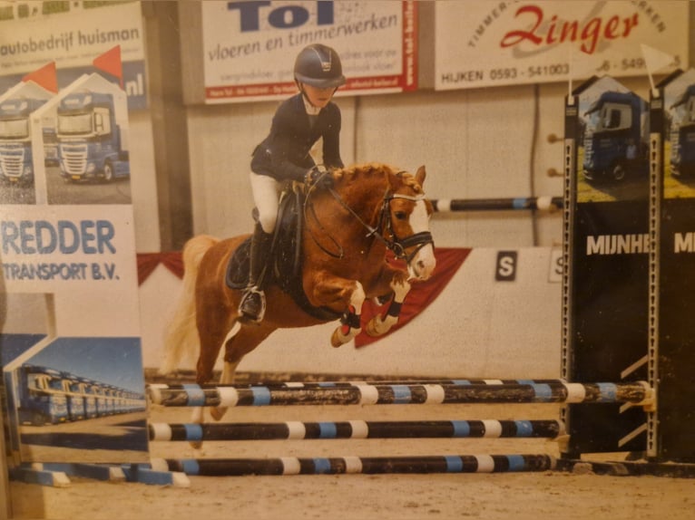 Welsh-A Wallach 7 Jahre 117 cm Fuchs in Nieuw-Weerdinge