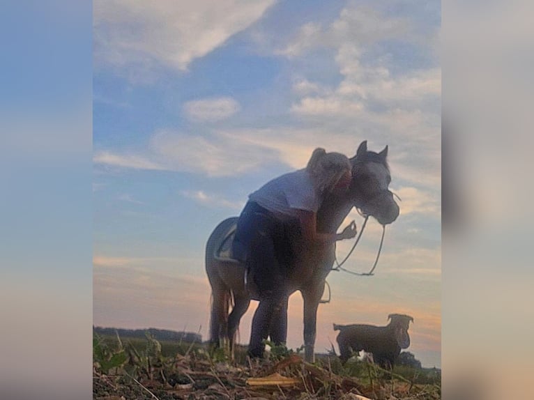 Welsh-A Wallach 7 Jahre 119 cm Buckskin in Sendenhorst