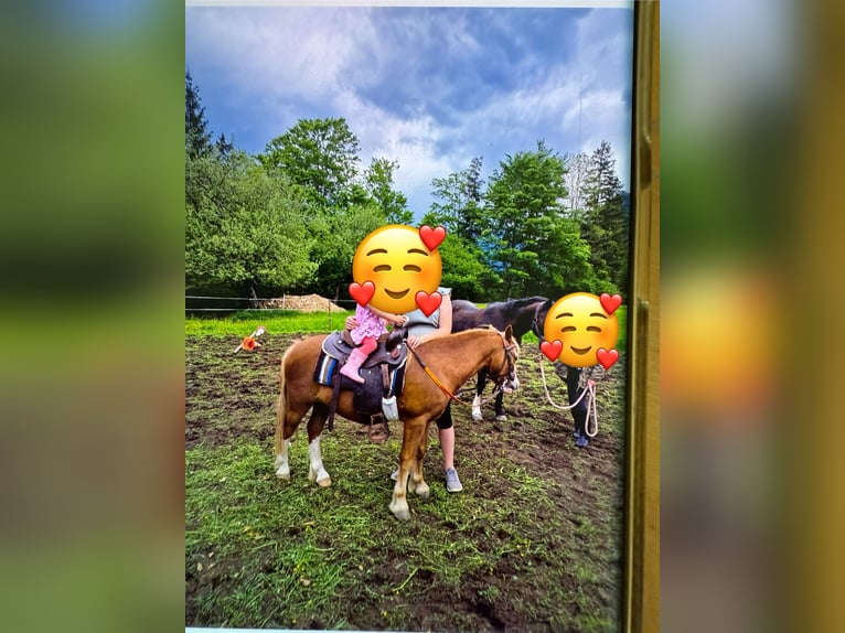 Welsh-A Wallach 7 Jahre 120 cm Falbe in Hinterstoder